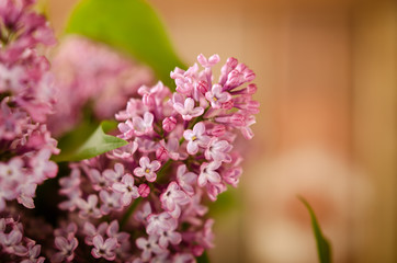 Branch with fresh blooming spring lilac flowers, on wooden background