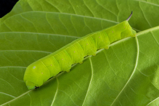 Privet Hawk Moth Caterpillar on the lettuce tree leaf