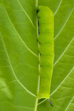 Privet Hawk Moth Caterpillar on the lettuce tree leaf