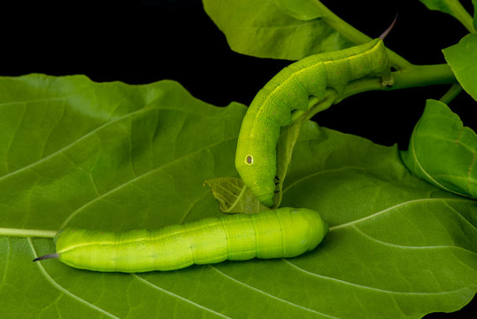 Privet Hawk Moth Caterpillar on the lettuce tree leaf