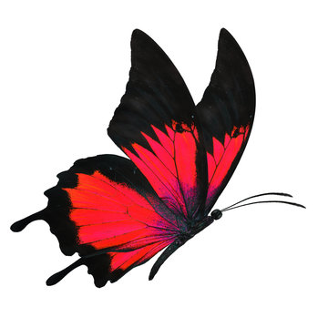 black and red butterfy