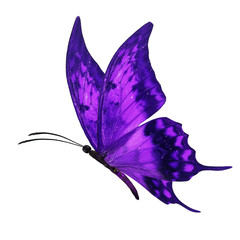 Naklejka premium fioletowy motyl latający