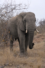 Fototapeta na wymiar Elephant walking along safari ride. Naledi safari in Greater Kruger National Park.