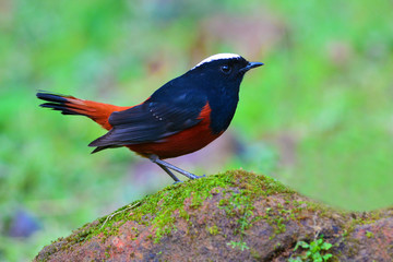 White-capped Water Redstart bird