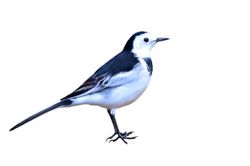 White Wagtail bird