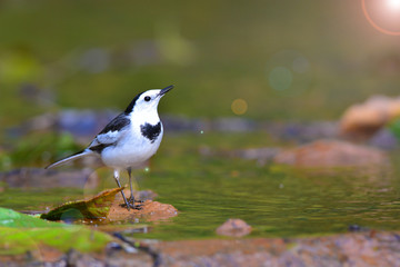 White Wagtail bird