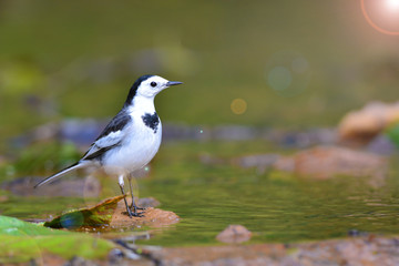 White Wagtail bird