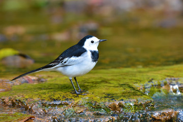 White Wagtail bird