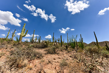 Saguaro National Park