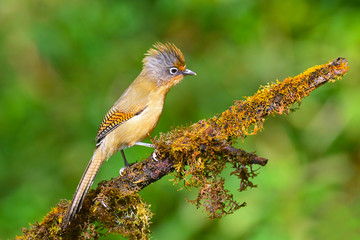 Spectacled Barwing bird