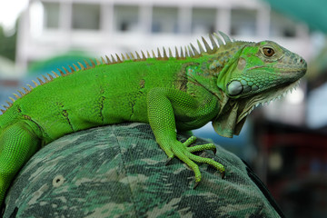 Fototapeta premium Green Iguana Portrait Closeup on shoulder