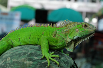 Green Iguana Portrait Closeup on shoulder