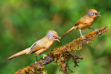 Spectacled Barwing bird