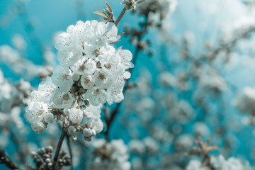 Bunches of white cherry blossoms.