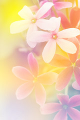 Soft blur flower in pastel colors sweet background
