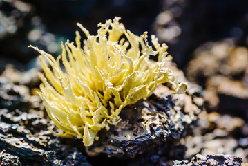 Macro photo of the lichen growing on the basalt rocks. Lanzarote. Canary Islands. Spain