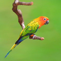 Sun Conure bird