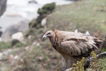 A griffon vulture perched on a rock in the Indian Himalayas.