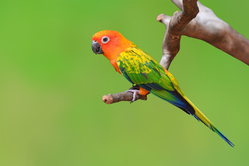 Sun Conure bird
