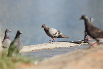 Pigeon at  the park