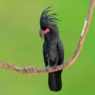 Black Palm Cockatoo