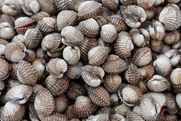 fresh cockles background