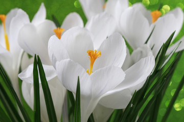 Fototapeta premium White crocus flowers