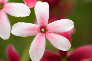 Obraz premium Beautiful Pink Flowers