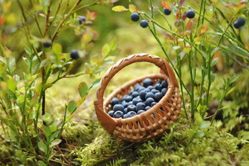 Basket with blueberries in the forest.