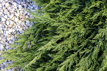 Juniperus pfitzeriana in the garden
