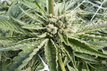 Marijuana Plant Flowering Held Up By White Fencing at a Cannabis Farm