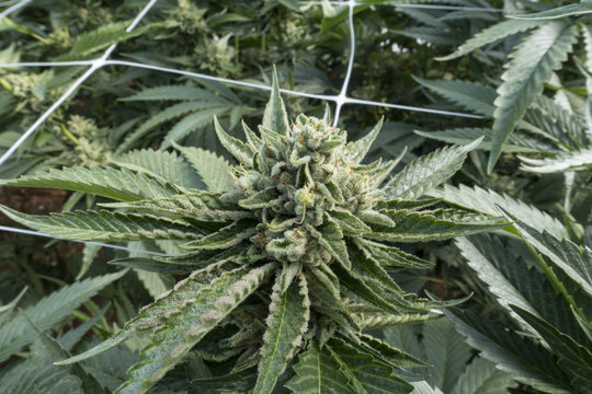 Huge Marijuana Buds Growing on Plants in Foreground and Background