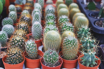 cactus on mini pots
