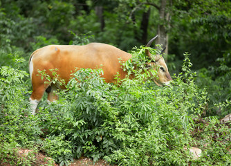 banteng in rain forest