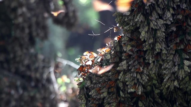 the amazing monarch butterfly sanctuary in mexico
