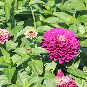Zinnien, Zinnia