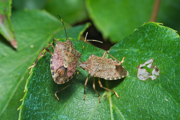 Couple of sloe bug (Dolycoris baccarum) on a leaf
