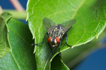 Common house fly (Musca domestica)
