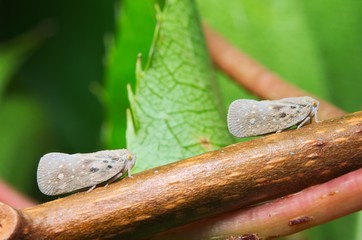 Couple of planthopper (Metcalfa pruinosa) sucking on a twig
