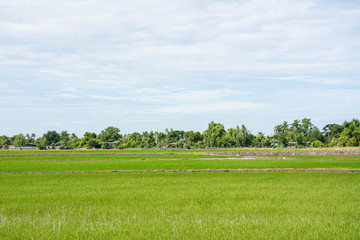 Rice field green grass  with  Sugar palm