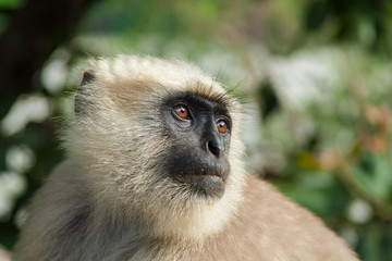  A langur monkey