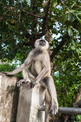 Obraz premium A langur monkey