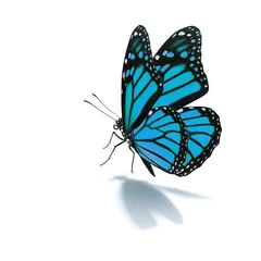 Crédence de cuisine en verre imprimé Papillon papillon bleu