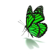 Fototapeta na wymiar green butterfly