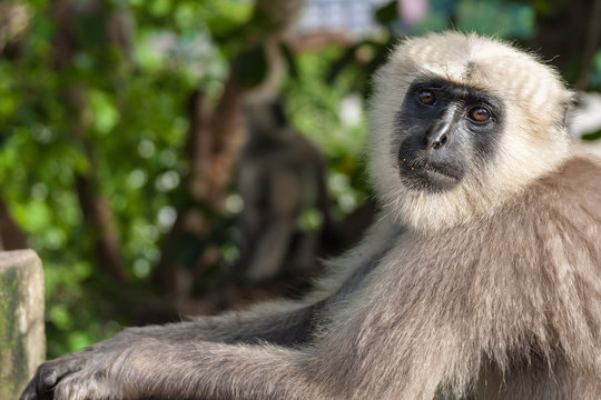  A langur monkey