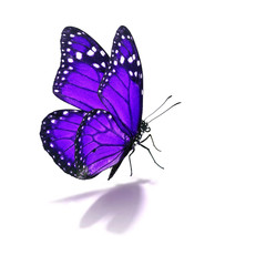 purple monarch butterfly