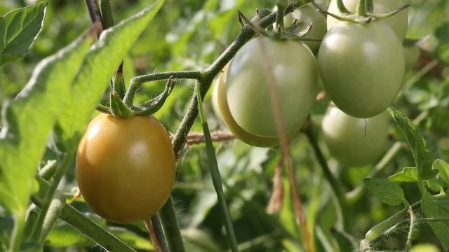 Помидоры созревают на ветке
