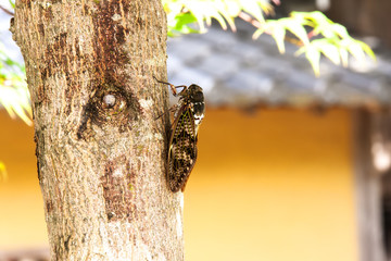 夏　セミ