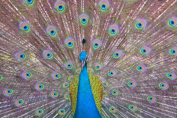 peacock