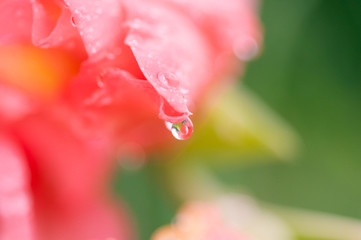 gladiolus flower closeup